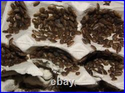 Blaptica Dubia Roaches All sizes Small, Medium, Large, Sub, Adult Live Food