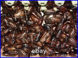 Blaptica Dubia Roaches All sizes Small, Medium, Large, Sub, Adult Live Food