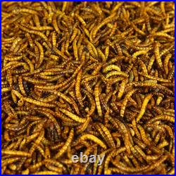 Dried Mealworms Premium Wild Bird Food Large Chubby Worms