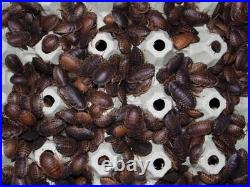 Dubia Roaches Cockroaches The best deal on Ebay ALL Sizes Live Food