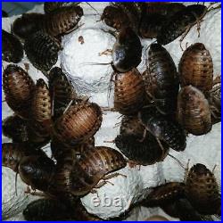 Dubia roaches all sizes available