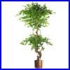 Realistic LARGE Artificial Trees Ficus Variegated Natural Look Plants
