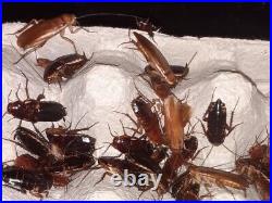 Red Runners Turkistan Roaches ALL SIZES Micro Small Medium Large Adult